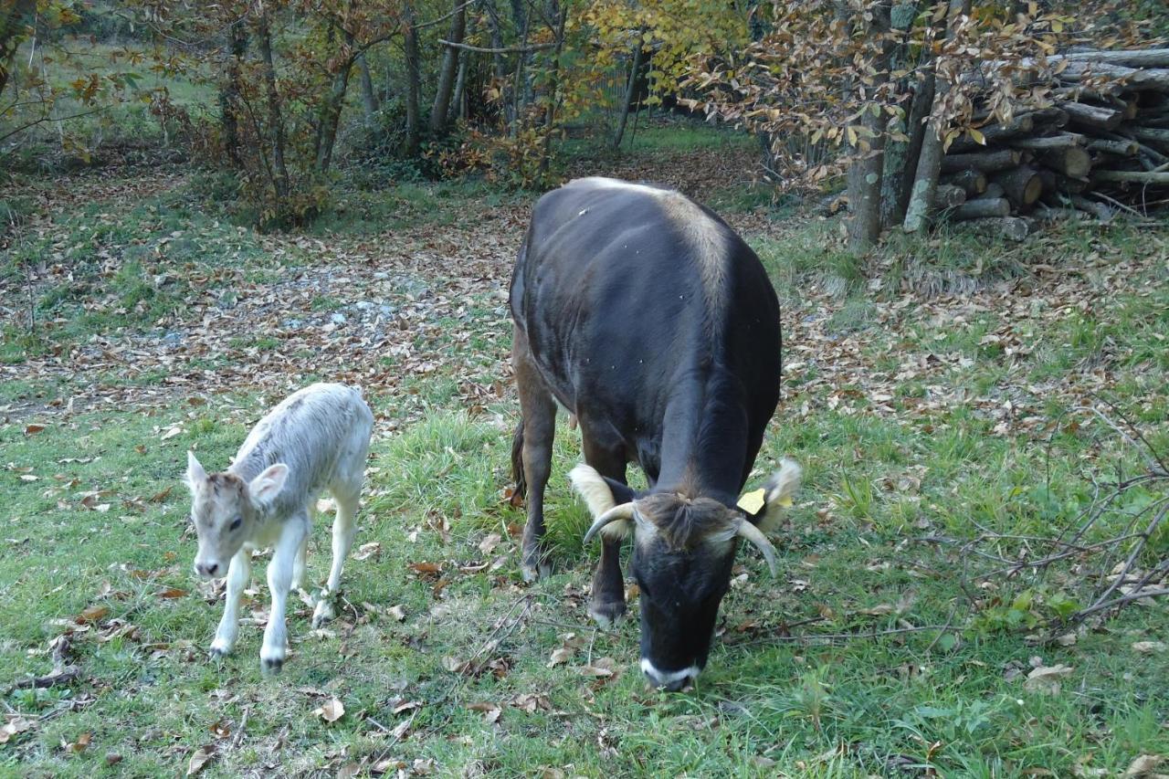 Agriturismo Di Charme E Ristorante Stallato Il Filo Di Paglia Carro エクステリア 写真